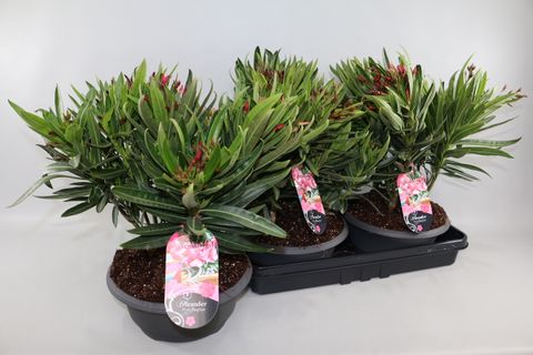 Nerium oleander MIX IN POT