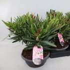 Nerium oleander MIX IN POT