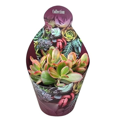 Crassula ovata 'Hummel's Sunset'