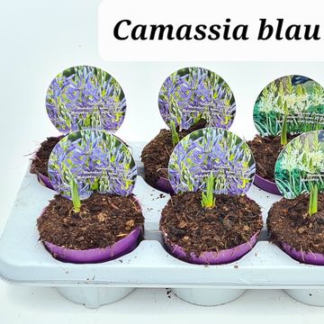 Camassia quamash MIX