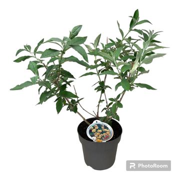 Buddleja x weyeriana 'Sungold'