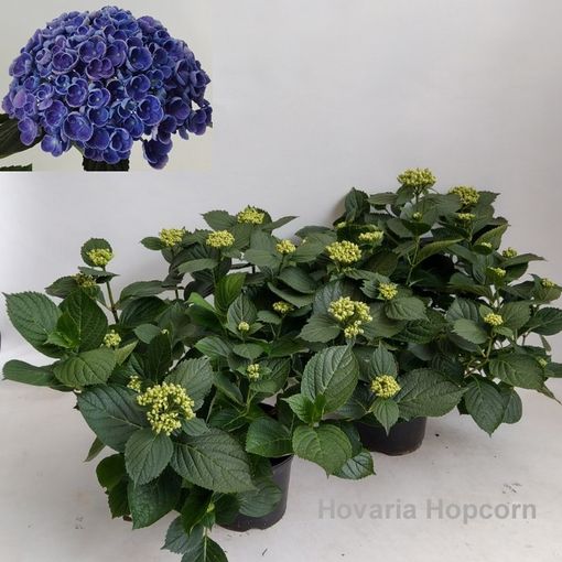 Hydrangea macrophylla HOVARIA HOPCORN