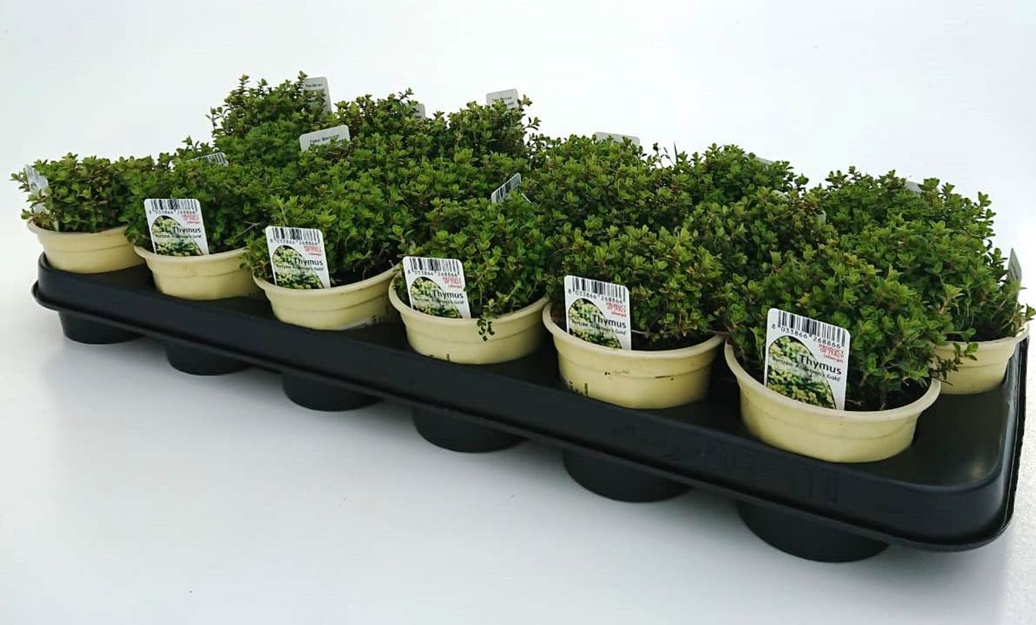 Thymus x citriodorus 'Bertram Anderson' — Hurtownia roślin FlorAccess