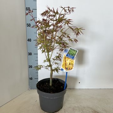 Acer palmatum 'Сангокаку'