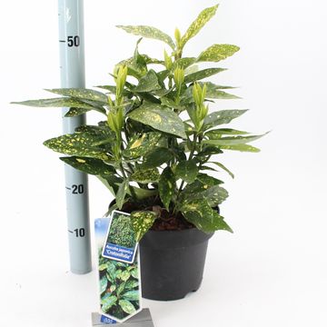 Aucuba japonica 'Crotonifolia'