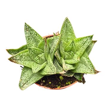 Gasteria 'Robin'