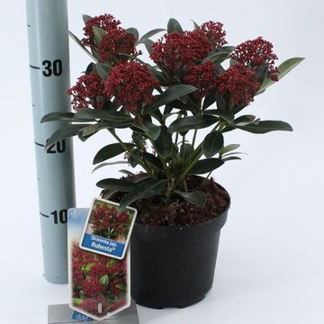 Skimmia japonica RUBESTA