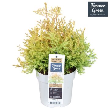 Thuja occidentalis 'Mr Bowling Ball'