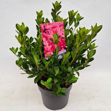 Rhododendron 'Kirstin' (AJ)