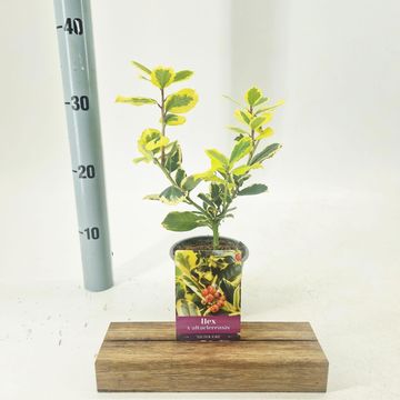 Ilex x altaclerensis 'Golden King'