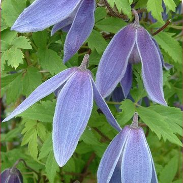 Clematis 'Cyanea' (A)