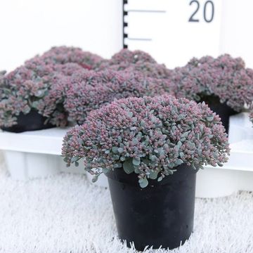 Sedum 'Painted Pebble'