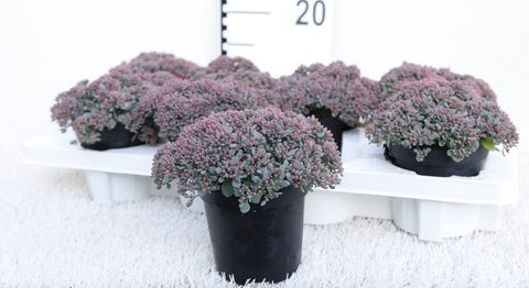 Sedum 'Painted Pebble'