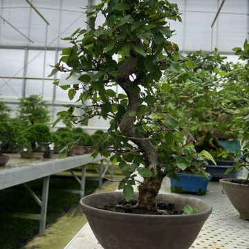 Carpinus coreana