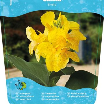 Canna 'Cannasol Happy Emily'