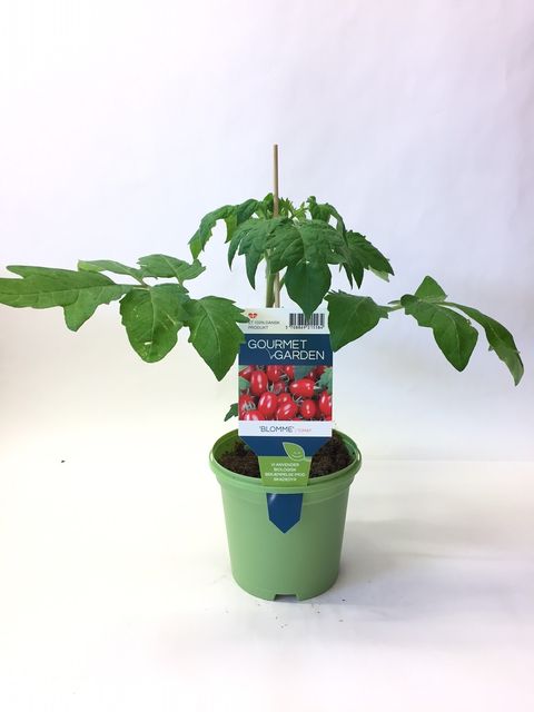 Solanum lycopersicum 'Blomme'