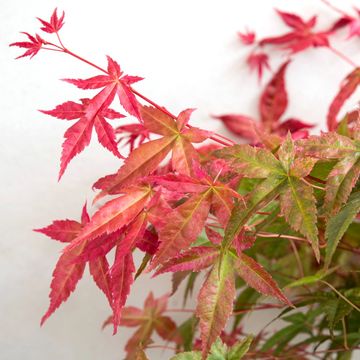 Acer palmatum 'Beni-maiko'