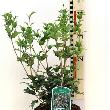 Osmanthus heterophyllus