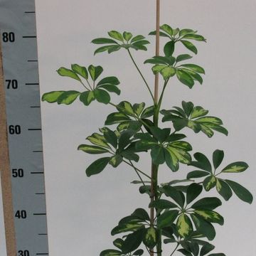 Schefflera arboricola 'Gold Capella'