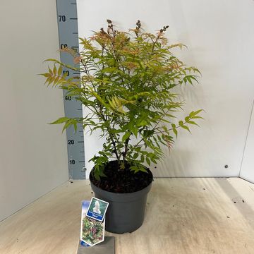 Sorbaria sorbifolia 'Sem'