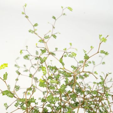 Sophora 'Little Baby'