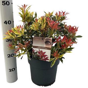 Pieris 'Flaming Silver'