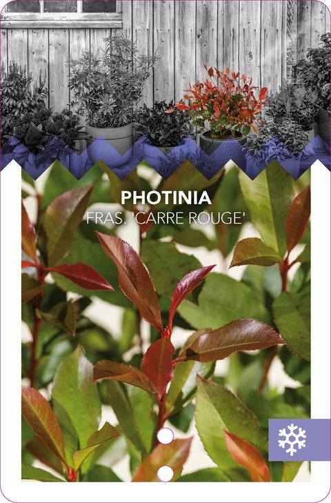 Photinia x fraseri CARRÉ ROUGE