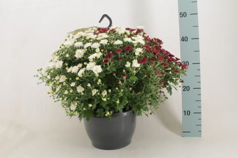 Chrysanthemum SKYFALL MIX IN POT