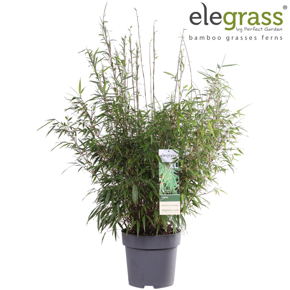 Fargesia rufa — Plant Wholesale FlorAccess