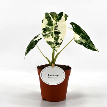 Alocasia micholitziana 'Frydek Variegata'
