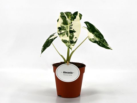 Alocasia micholitziana 'Frydek Variegata'