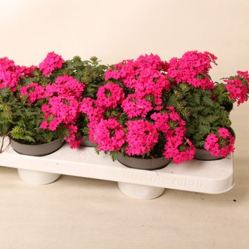 Verbena LASCAR HOT ROSE