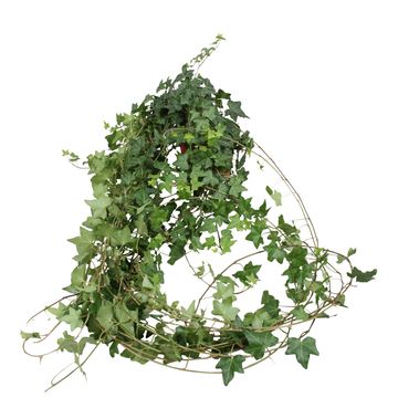 Hedera helix 'Pittsburgh'