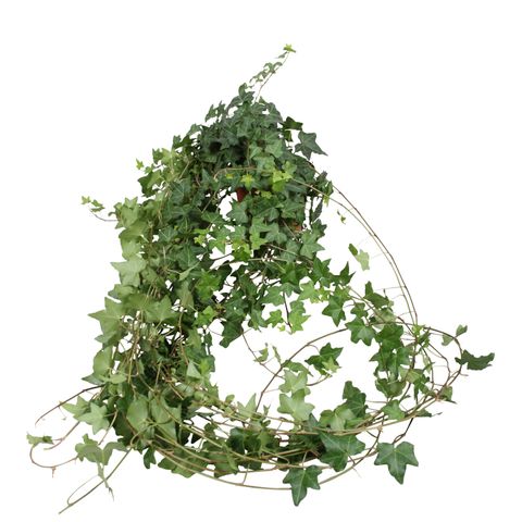 Hedera helix 'Pittsburgh'