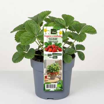 Fragaria x ananassa 'Delizz'