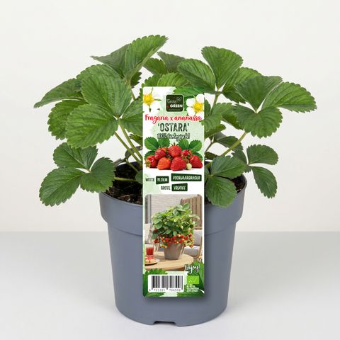 Fragaria x ananassa 'Delizz'
