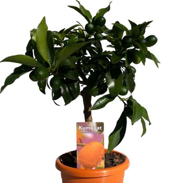 Citrus japonica