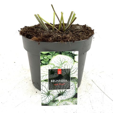 Brunnera macrophylla 'Jack Frost'