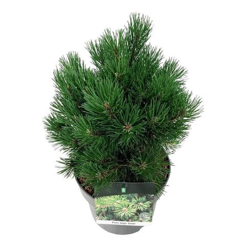 Pinus mugo 'Gnom'