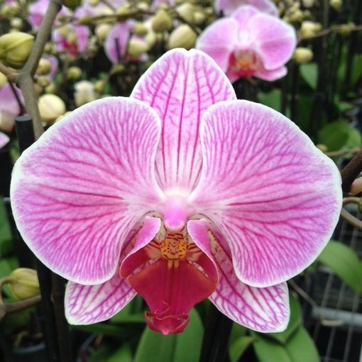 Phalaenopsis ANTHURA CLEVELAND (P12 cm H45 - 55 cm) – Plant Wholesale ...