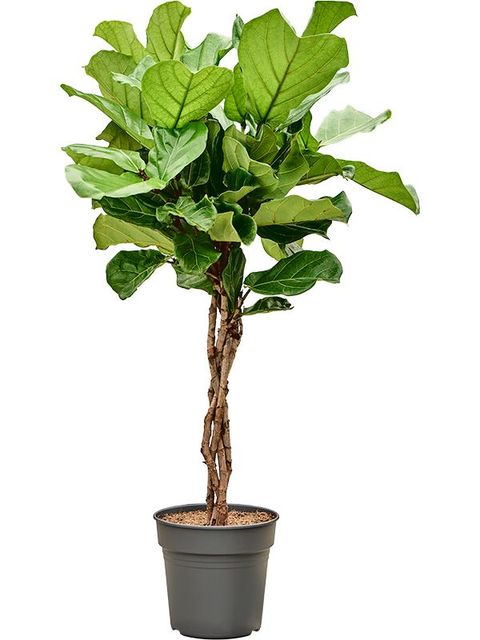 Ficus lyrata