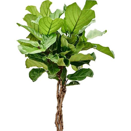 Ficus lyrata