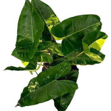 Philodendron burle-marxii 'Variegata'