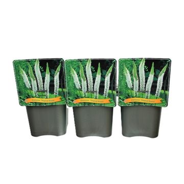 Eremurus 'Tropical Dream'