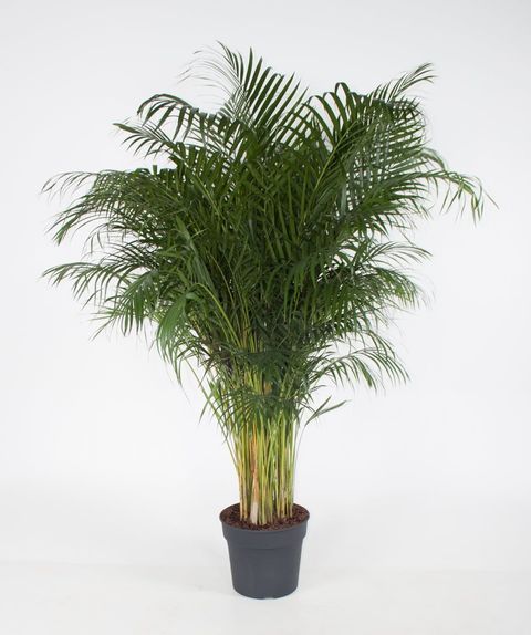 Dypsis lutescens