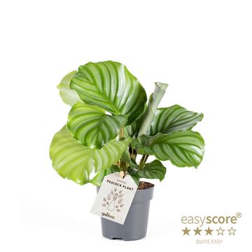 Calathea orbifolia