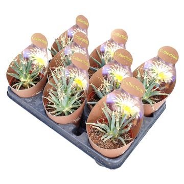 Leuchtenbergia principis