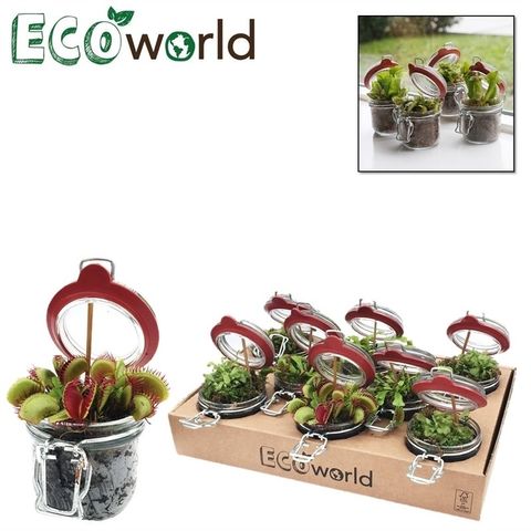 Carnivorous plants MIX