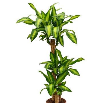 Dracaena fragrans 'Massangeana'