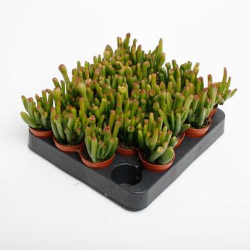 Crassula ovata 'Horntree'